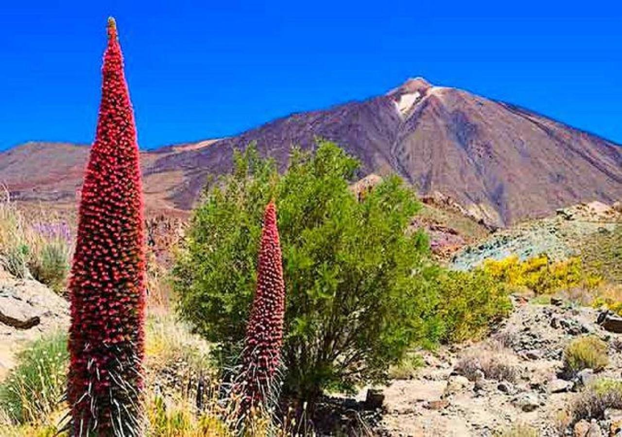 Buena Vibra Tenerife Sur Playa de las Americas  Zewnętrze zdjęcie